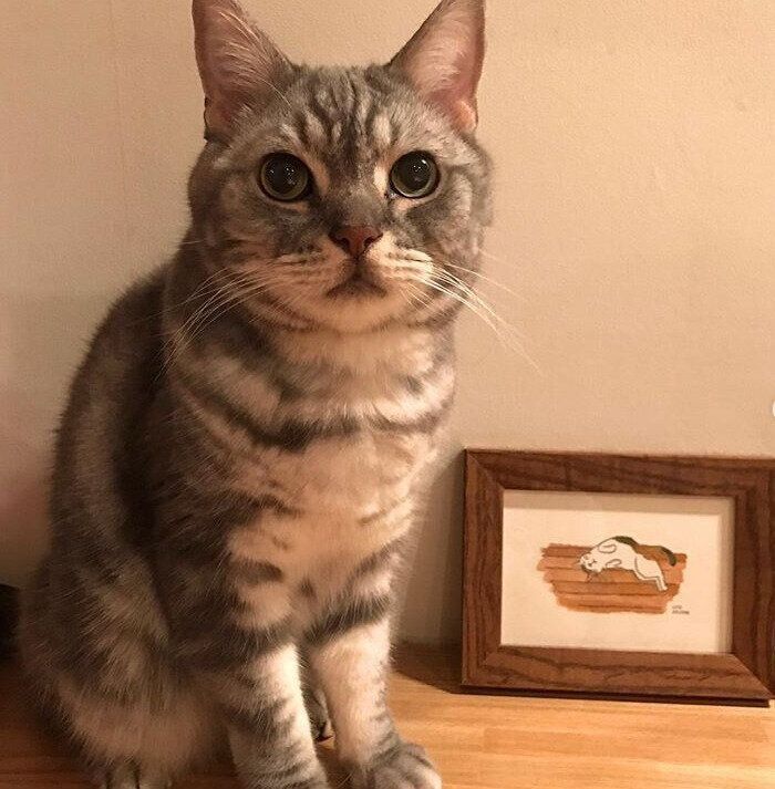 額縁に入った絵と猫