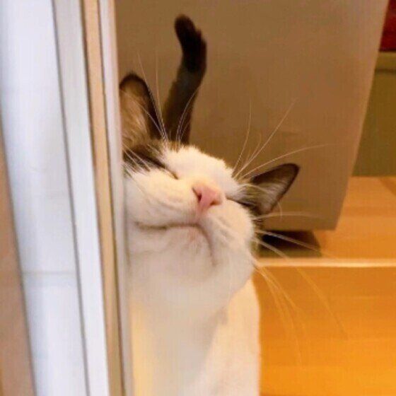 スリスリする猫