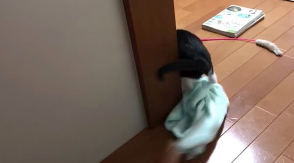 逃げる猫