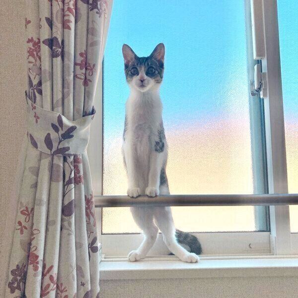 「オコジョ」風なあめくん