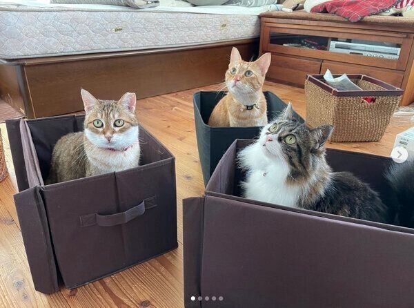 収納ボックスの中に入る猫たち