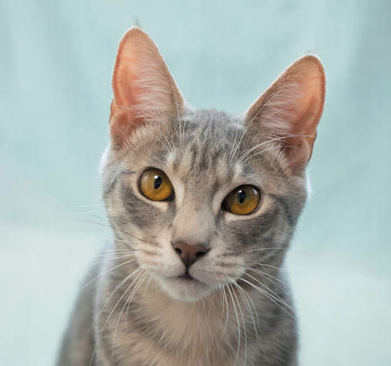 画像いっぱい 猫の気持ちがまるわかり かわいい写真の撮り方も ねこのきもちweb Magazine 画像いっぱい 猫の気持ちがまるわかり かわいい写真の撮り方も ねこのきもちweb Magazine