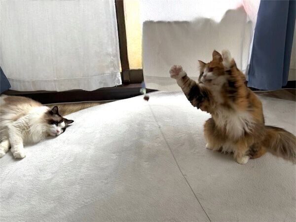 おもちゃで遊ぶ麦ちゃんと、見守るとろろくん