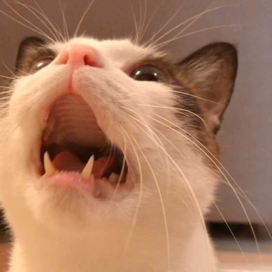 おかわりを希望する猫