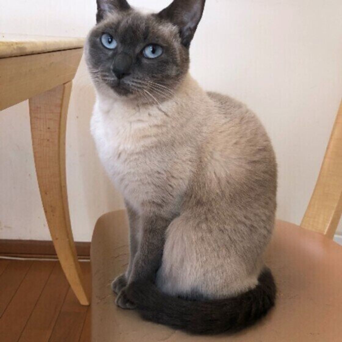猫界のスーパーモデル あらためて知りたいシャム猫の美しさ ねこのきもちweb Magazine 猫界のスーパーモデル あらためて知りたいシャム猫の美しさ ねこのきもちweb Magazine