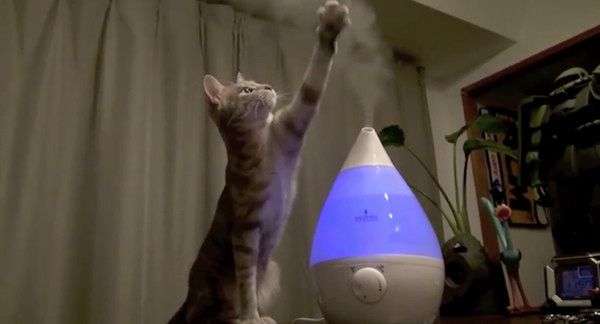 加湿器に興味津々の猫
