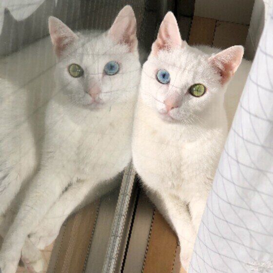 MIX白のひめちゃん