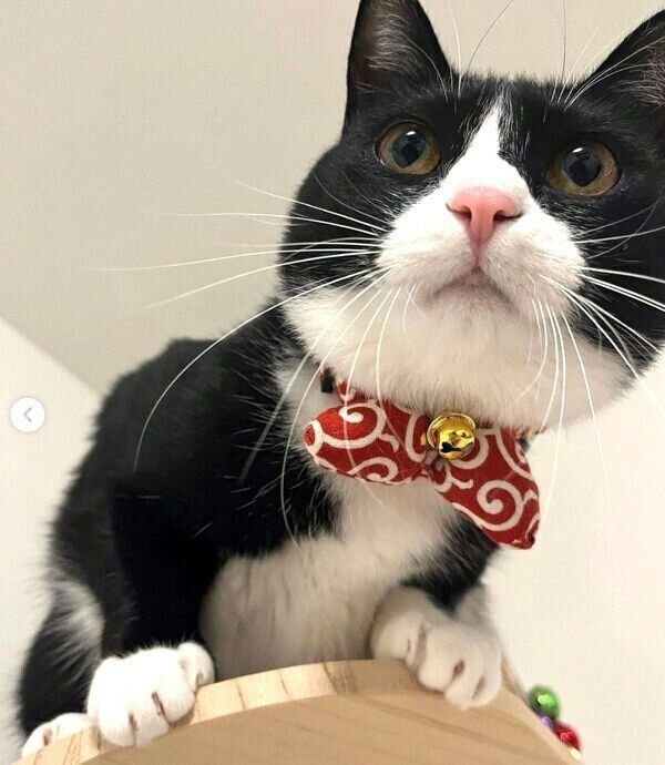 見つめるぽんずちゃん