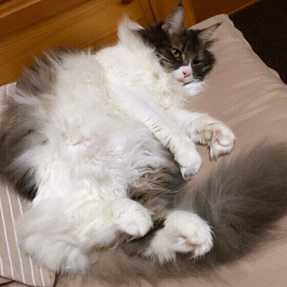 メインクーンのるどらちゃん