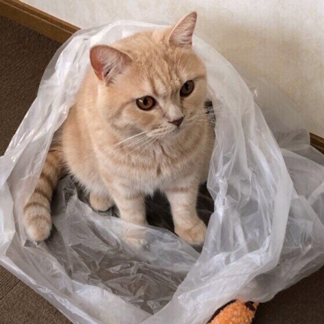 猫はどうしてこんなに ビニール が好きなのか 獣医師に聞きました ねこのきもちweb Magazine 猫はどうしてこんなに ビニール が好きなのか 獣医師に聞きました ねこのきもちweb Magazine