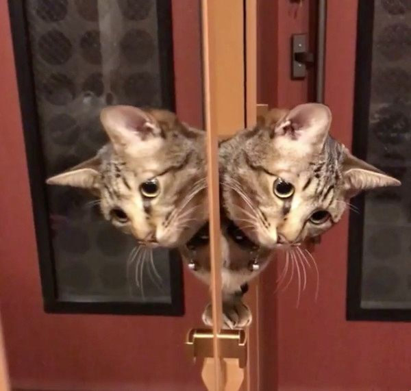 鏡に映る猫