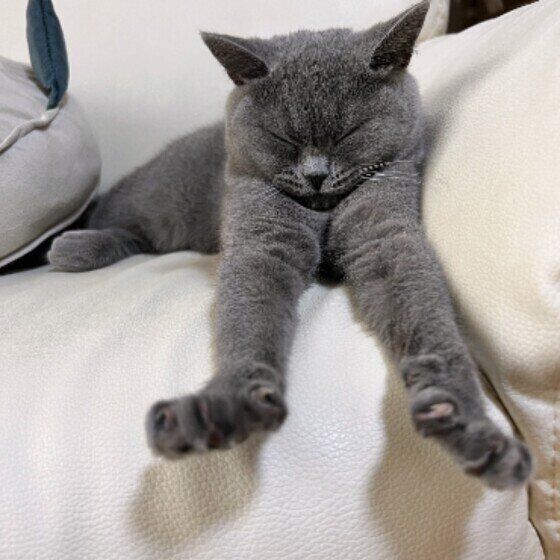 ブリティッシュショートヘアのムーンちゃん