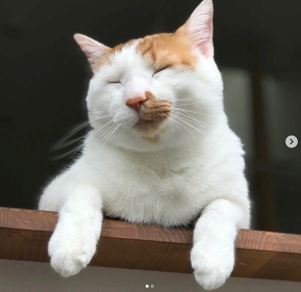 猫のタルトちゃん