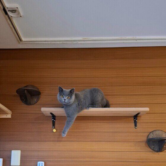 アリス  ブリティッシュショートヘア