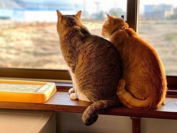 外を眺める侘助ちゃんとホップちゃん