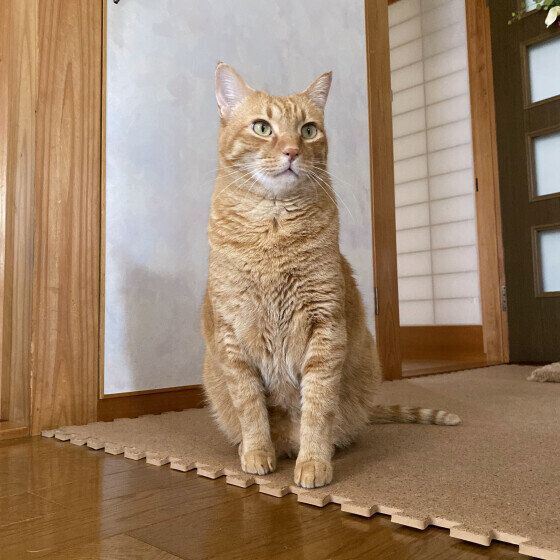 茶トラ猫のあずきちゃん