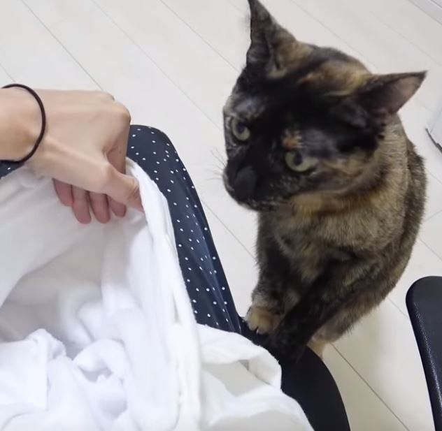 パーカーのポッケにはいる猫