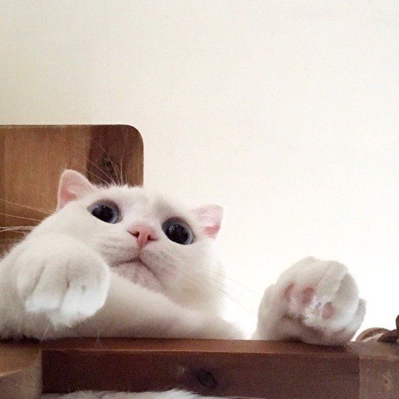 掃除機から逃げるスコティッシュフォールド