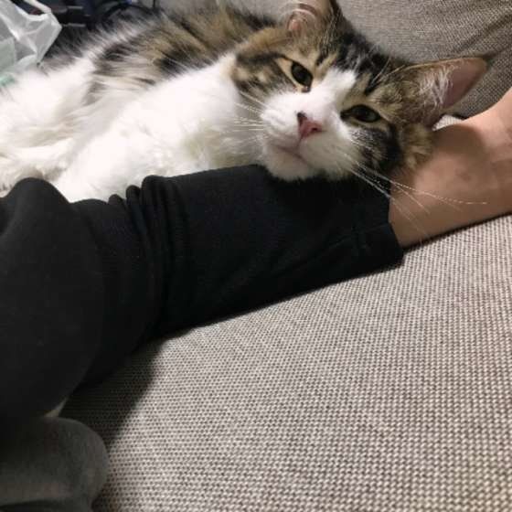 腕枕でくつろぐメインクーン