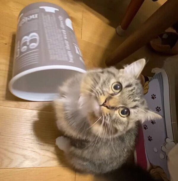 見上げるいちごちゃん