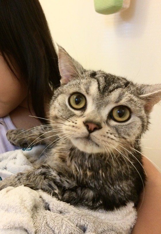 とらじろうくん　アメリカンショートヘア