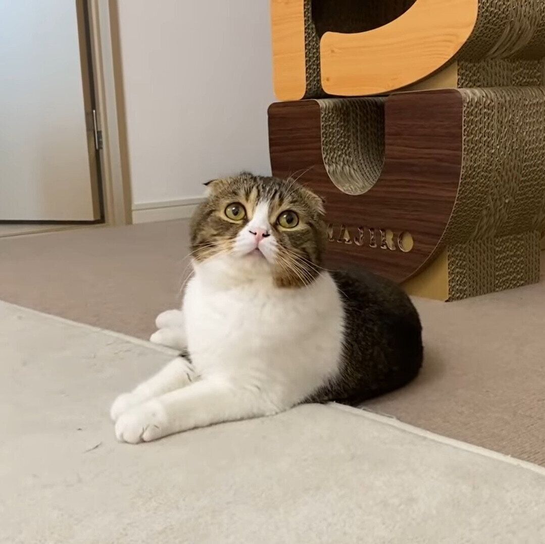 ママさんに熱い視線を送るぽこ太郎ちゃん