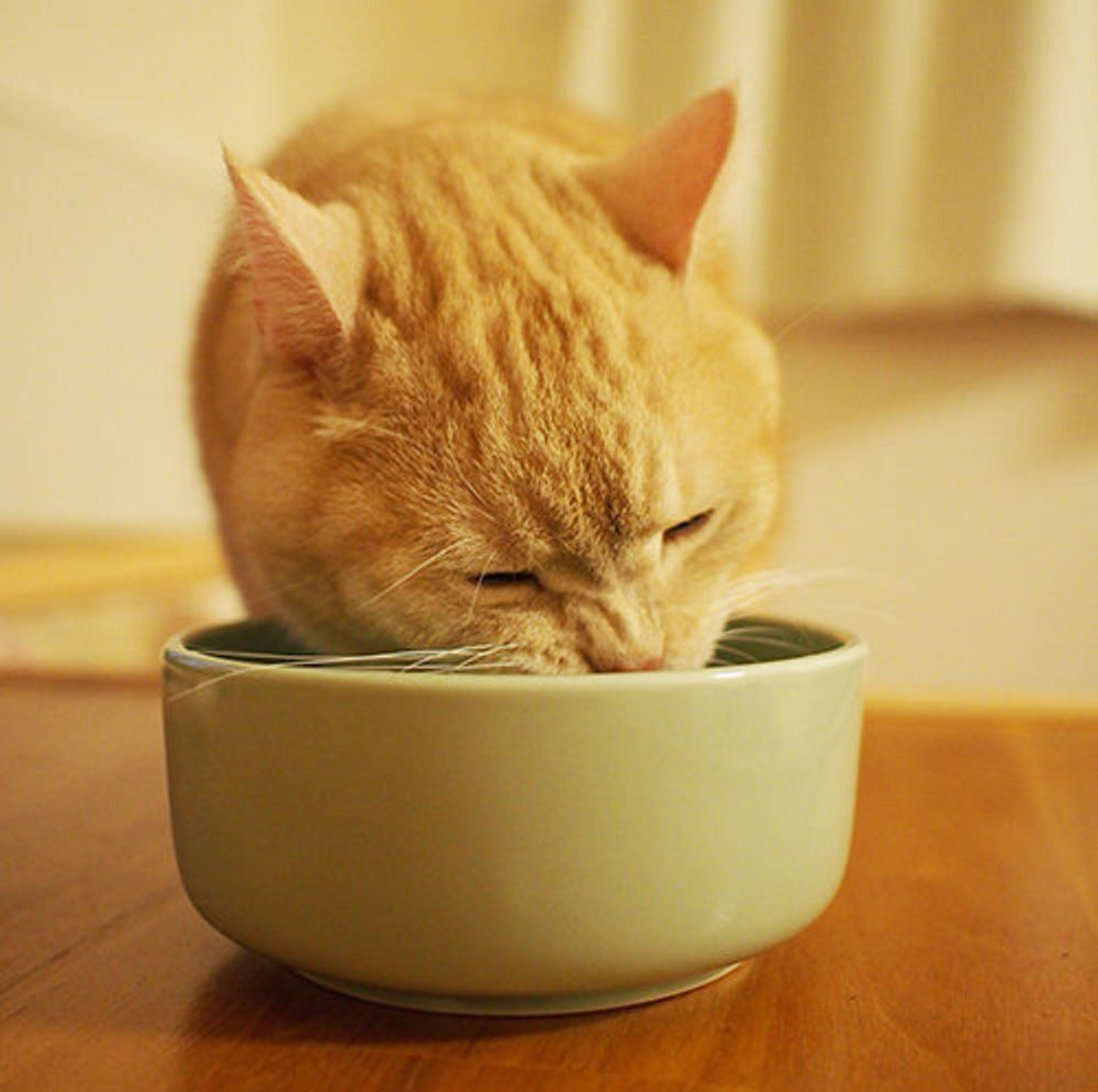 ぷーちゃんの水分摂取量 マンチカンのぷーちゃん Vol 36 ねこのきもちweb Magazine