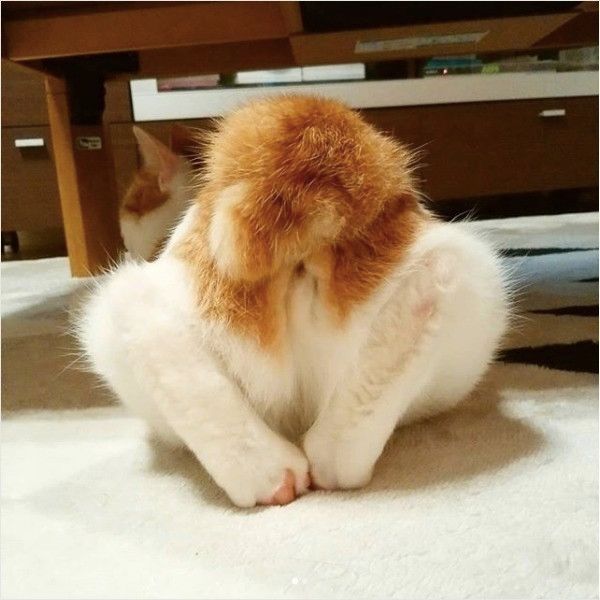 へんな座り方ニャンズ