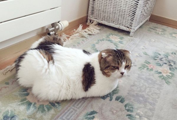 二度寝しちゃう猫