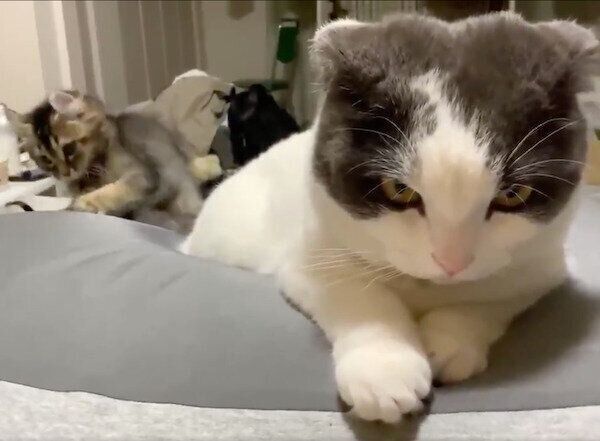 ミルクくんのしっぽで遊ぶオリーブくん