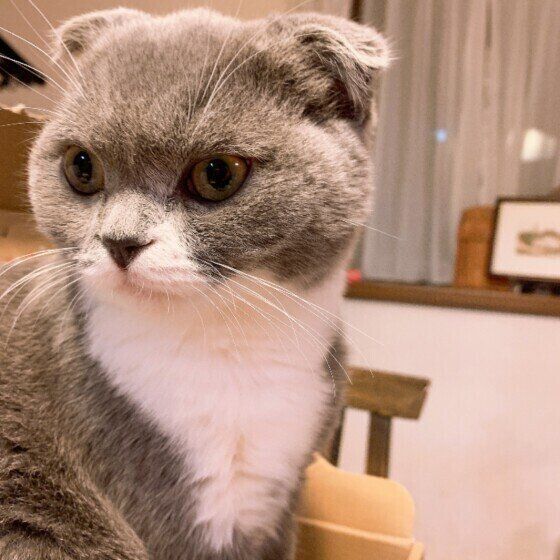 凛々しい表情をするスコティッシュフォールド