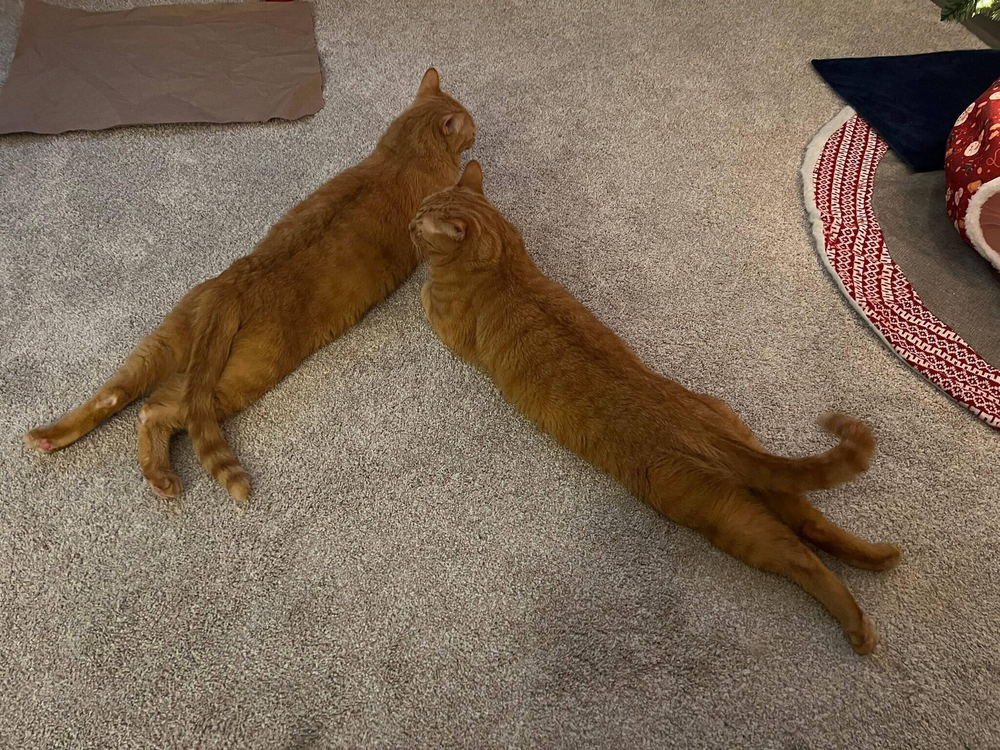 「おしりポンポン」を要求する2匹