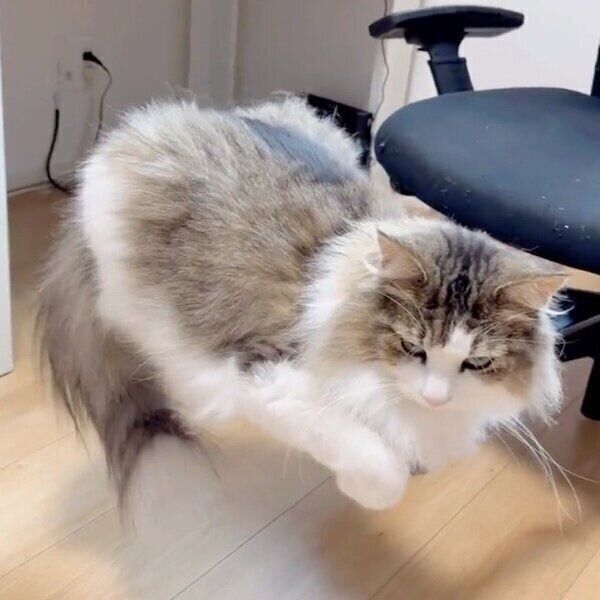 オットマンでくつろぐシィクくん