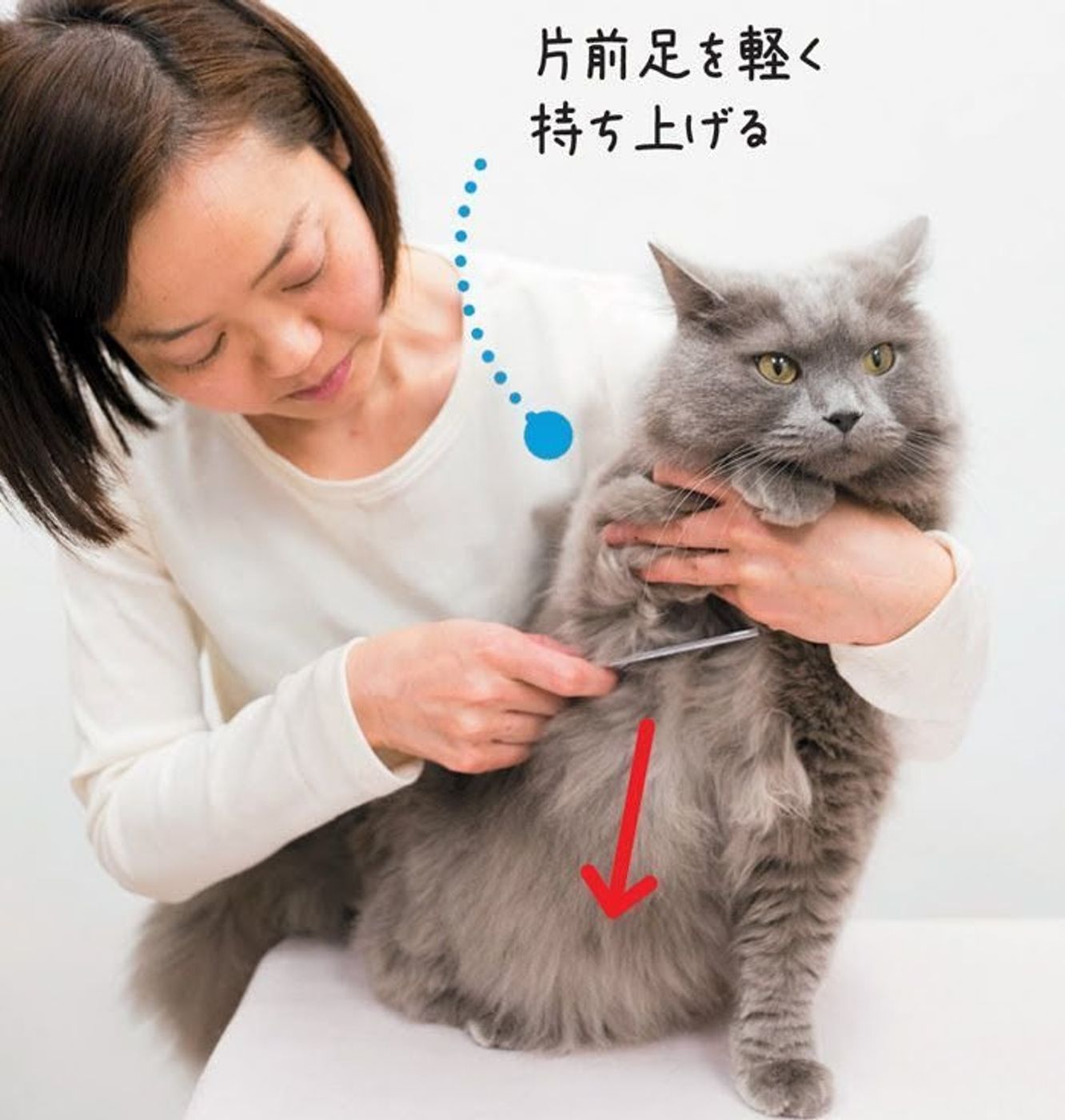 獣医師監修 嫌がる やりすぎ 猫のブラッシング方法を写真で解説 ねこのきもちweb Magazine 獣医師監修 嫌がる やりすぎ 猫のブラッシング方法を写真で解説 ねこのきもちweb Magazine