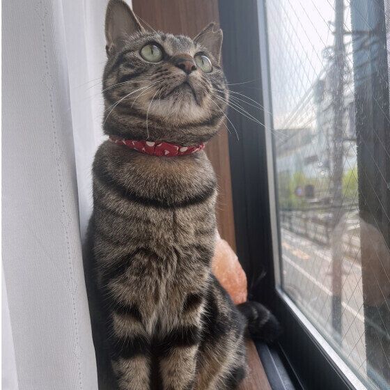 MIXキジトラのニコちゃん