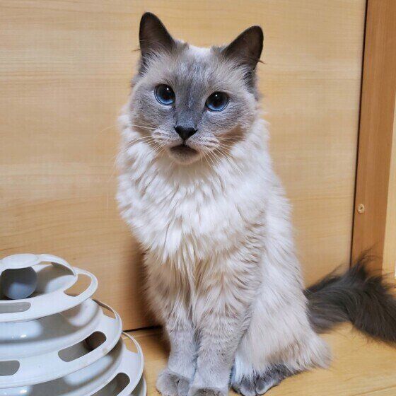ロシアンブルーのブルーちゃん