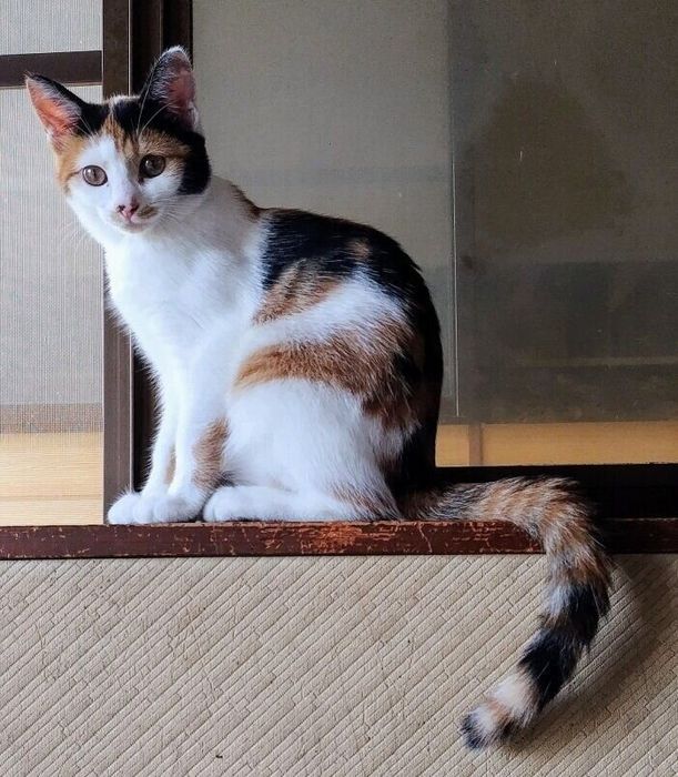 三毛柄の被毛が美しいメイちゃん
