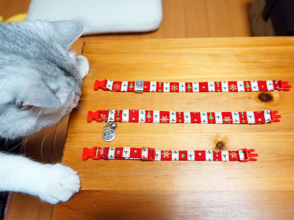 クリスマスの首輪をみるうにちゃん