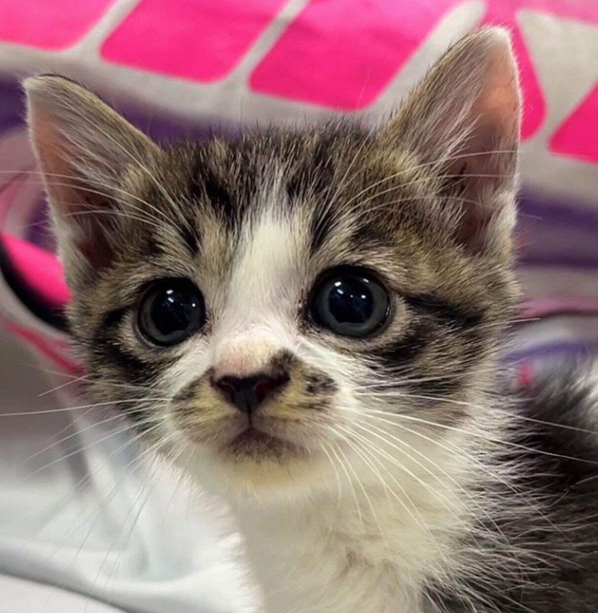 子猫時代のぽんずちゃん