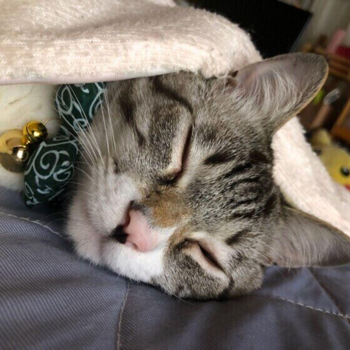 猫が寝る場所でわかる猫の気分 猫がますます愛おしくなる心理は ねこのきもちweb Magazine 猫が寝る場所でわかる猫の気分 猫がますます愛おしくなる心理は ねこのきもちweb Magazine