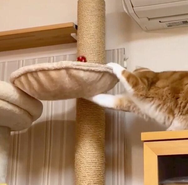 ハンモックを叩いておもちゃを出すもんちゃん