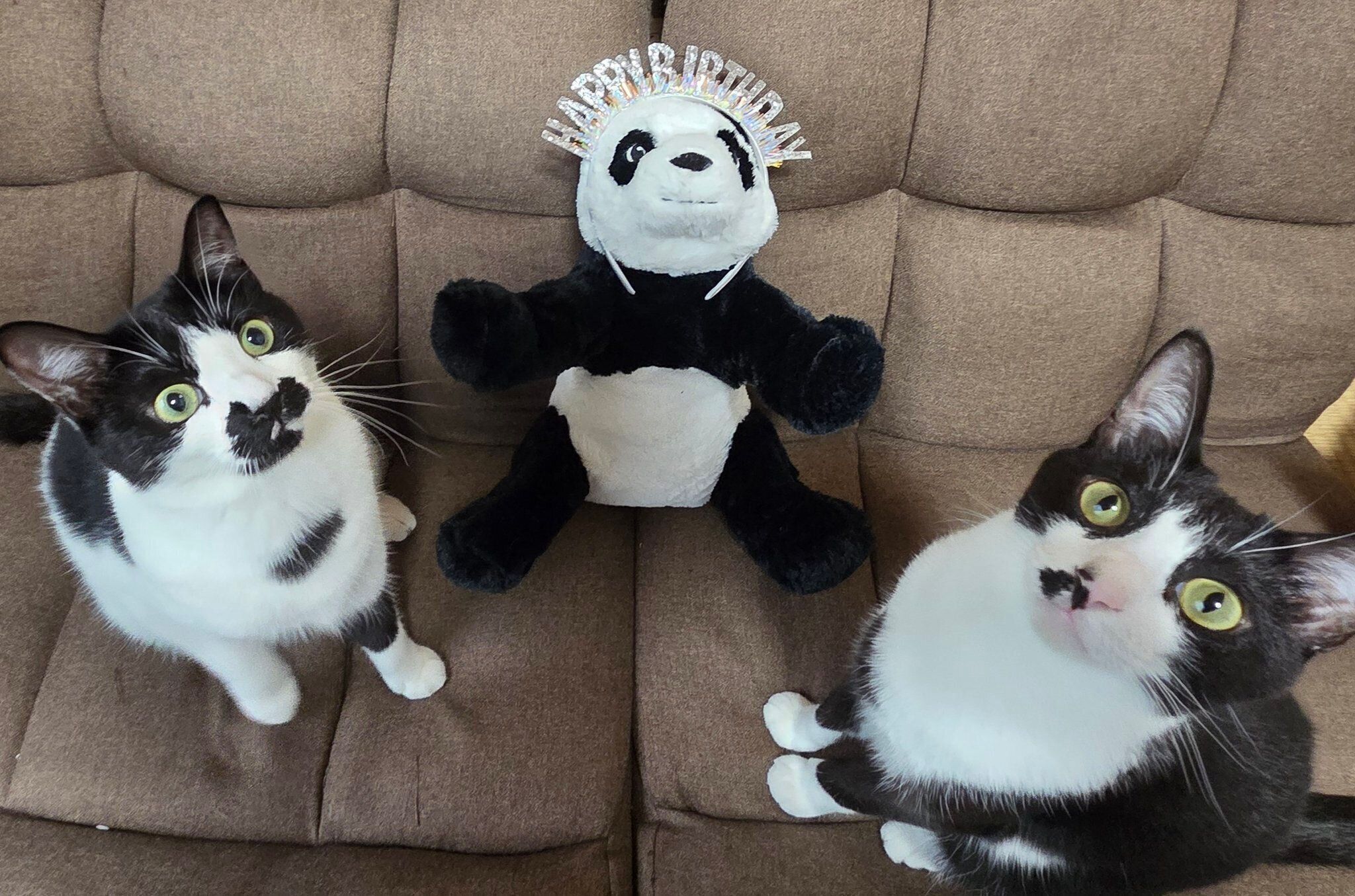 2才になったミアちゃん、ダダくん