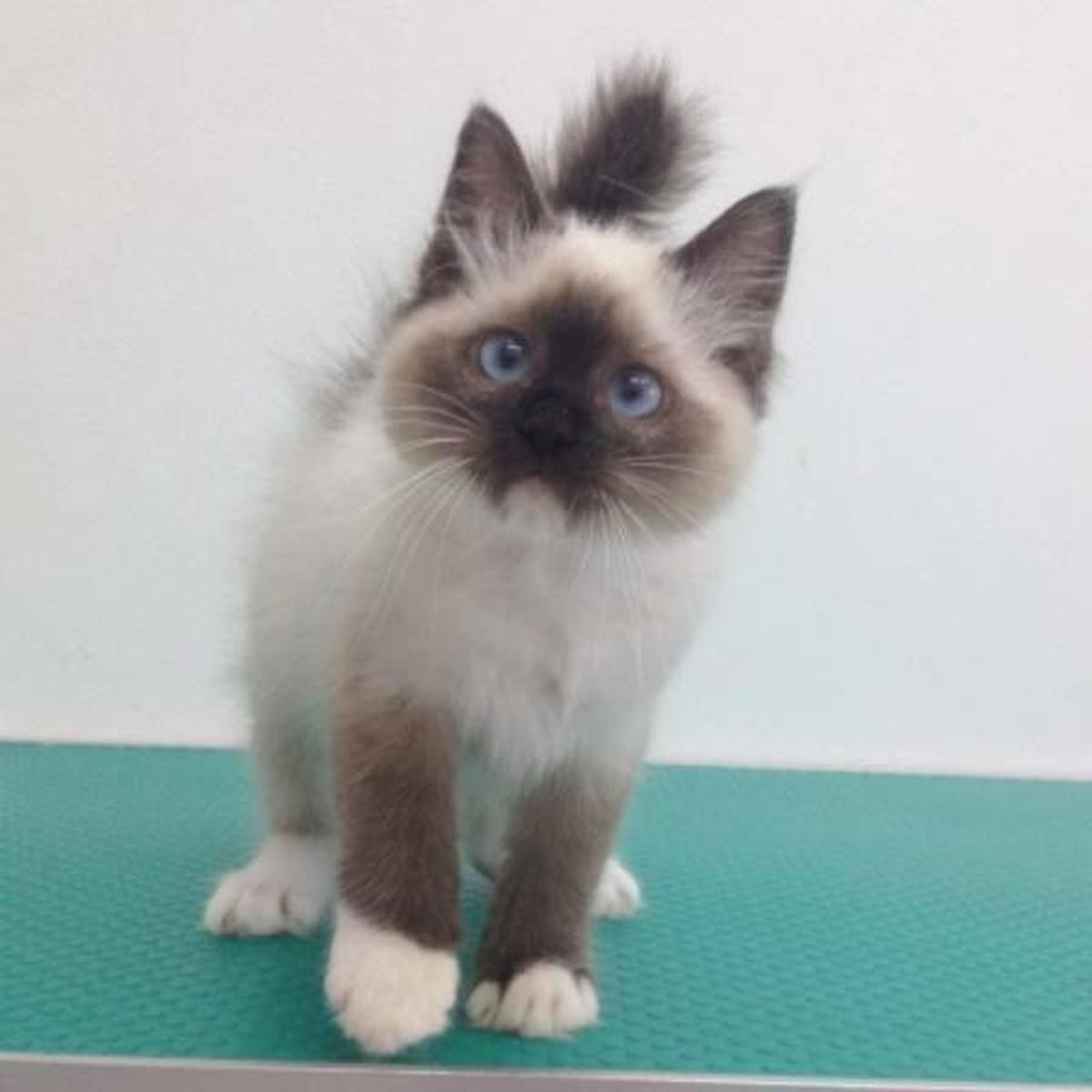 ちゃんと意味があるって知ってた 猫の種類と名前の由来とは ねこのきもちweb Magazine ちゃんと意味があるって知ってた 猫の種類と名前の由来とは ねこのきもちweb Magazine