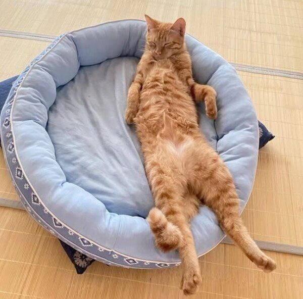 クッションでゆったりくつろぐちくわくん