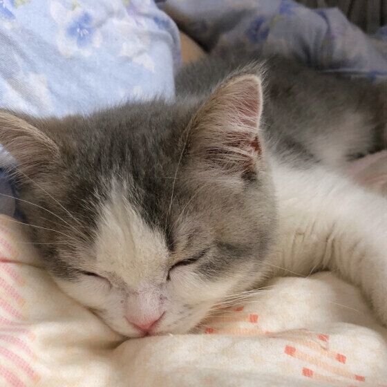 和真くんの寝顔（スコティッシュフォールド）