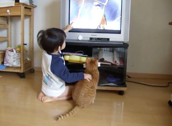 テレビを見る猫