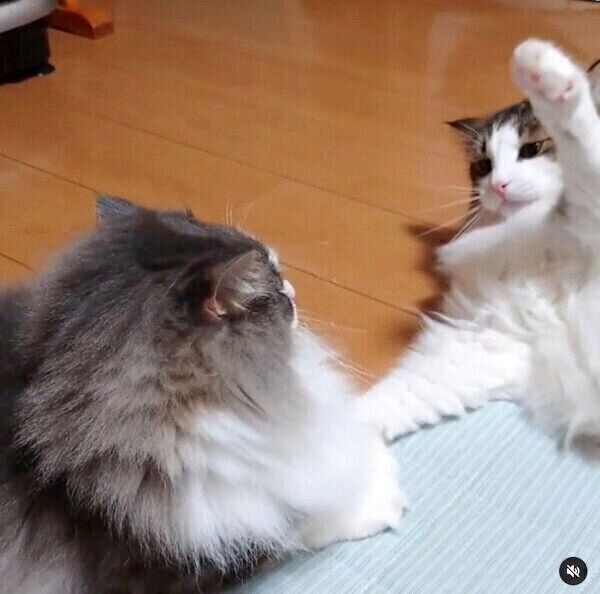 虎蒼くんへの愛がすごい虎鉄くん