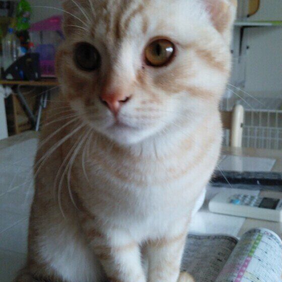 マンチカンの茶太郎ちゃん