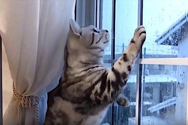 雪に興奮する猫