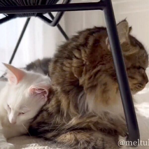 仲良くお昼寝中のマオくんとメルくん